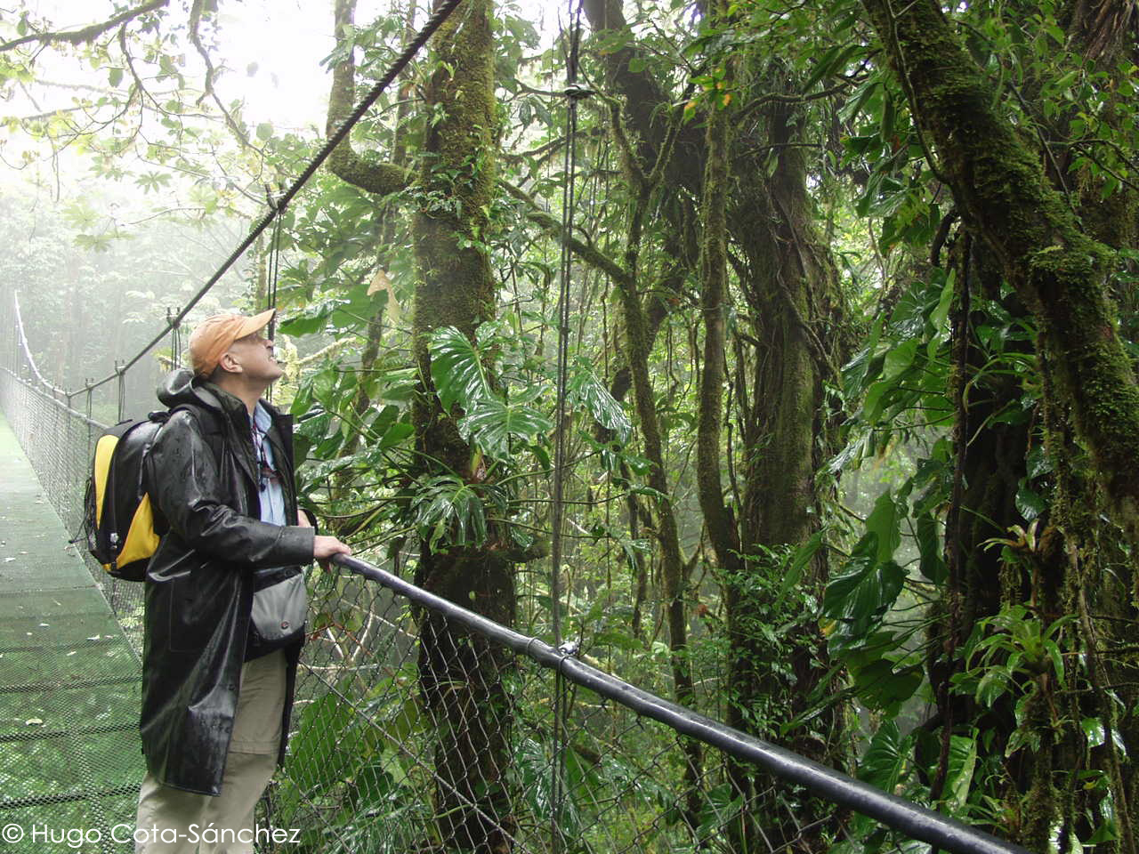 A phorophyte with numerous epiphytic species